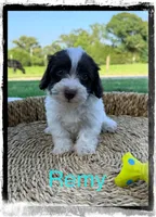 Remy, a male Schnoodle for sale in Abbeville, SC – 4 of 4