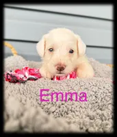 Emma, a female Miniature Schnauzer for sale in Abbeville, SC – 4 of 5