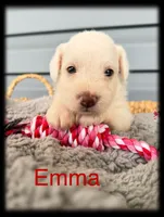 Emma, a female Miniature Schnauzer for sale in Abbeville, SC – 5 of 5