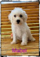 Mabel, a female Schnoodle for sale in Abbeville, SC – 4 of 4