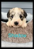 Shadow, a male Miniature Schnauzer for sale in Abbeville, SC – 4 of 4