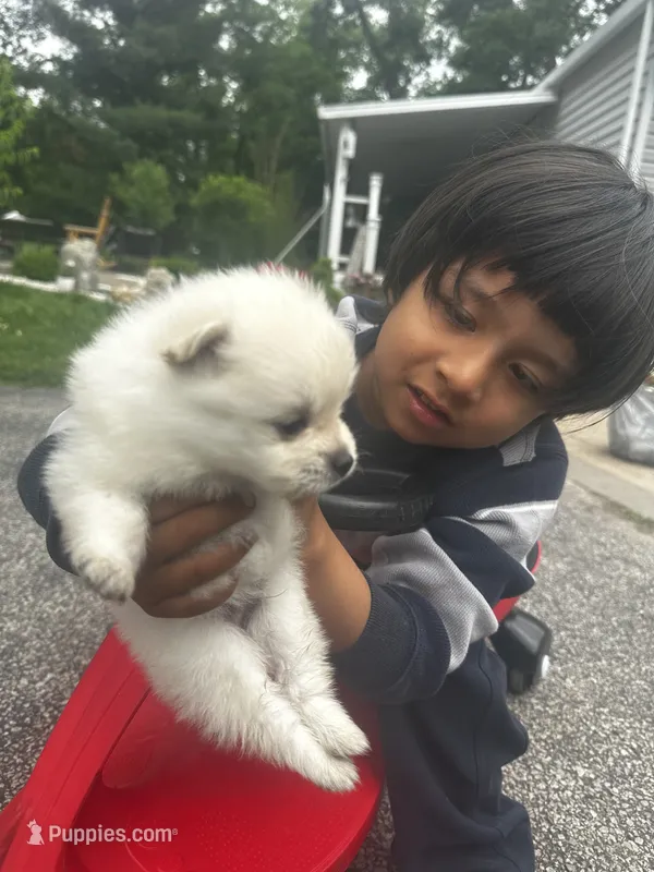 Pomeranian  – Pomeranian puppy for sale in Caseyville, IL
