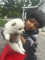 Pomeranian , a male Pomeranian for sale in Caseyville, IL – 1 of 1
