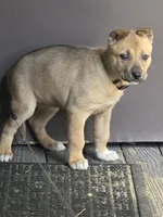 Trouble, a female German Shepherd Dog and Siberian Husky for sale in Seattle, WA – Photo 2 of 7