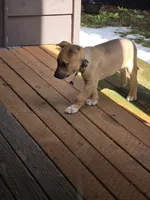 Trouble, a female German Shepherd Dog and Siberian Husky for sale in Seattle, WA – Photo 4 of 7