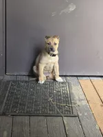 Trouble, a female German Shepherd Dog and Siberian Husky for sale in Seattle, WA – Photo 5 of 7