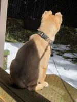 Trouble, a female German Shepherd Dog and Siberian Husky for sale in Seattle, WA – Photo 3 of 7