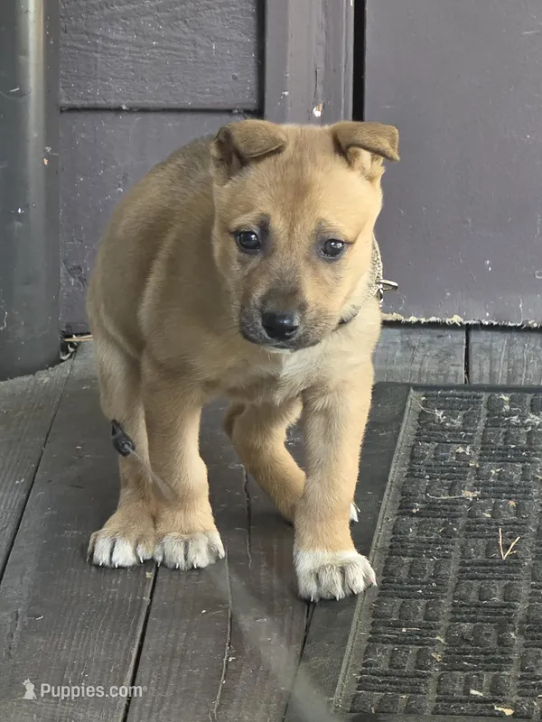 Trouble – German Shepherd Dog, Siberian Husky puppy for sale in Seattle, WA