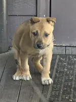 Trouble, a female German Shepherd Dog and Siberian Husky for sale in Seattle, WA – Photo 1 of 7