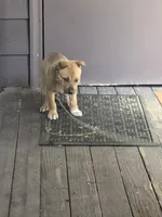 Trouble, a female German Shepherd Dog and Siberian Husky for sale in Seattle, WA – Photo 6 of 7