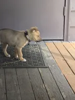 Trouble, a female German Shepherd Dog and Siberian Husky for sale in Seattle, WA – Photo 7 of 7