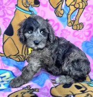 Rocky, a male Miniature Goldendoodle for sale in Rockford, IL – 8 of 10