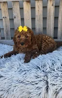 Lily , a female Miniature Goldendoodle for sale in Rockford, IL – Photo 7 of 9