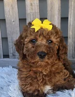 Lily , a female Miniature Goldendoodle for sale in Rockford, IL – Photo 2 of 9