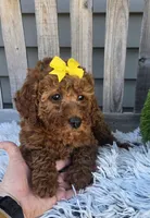 Lily , a female Miniature Goldendoodle for sale in Rockford, IL – Photo 6 of 9
