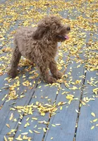Autumn mini f1b, a female Miniature Goldendoodle for sale in Rockford, IL – 3 of 8