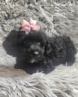 Molly f1b, a female Cavapom for sale in Rockford, IL – 6 of 10
