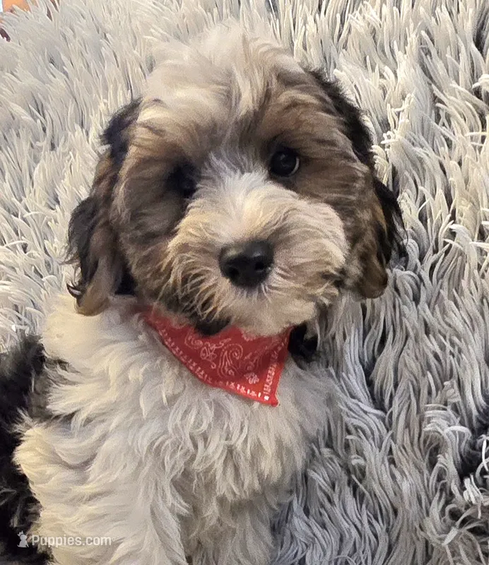 Milo  – Poodle - Toy  puppy for sale in Rockford, IL