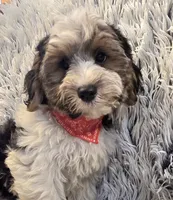 Milo , a male Poodle - Toy  for sale in Rockford, IL – 1 of 9