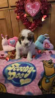 Freckles micro mini f1b, a male Miniature Goldendoodle for sale in Rockford, IL – Photo 8 of 9