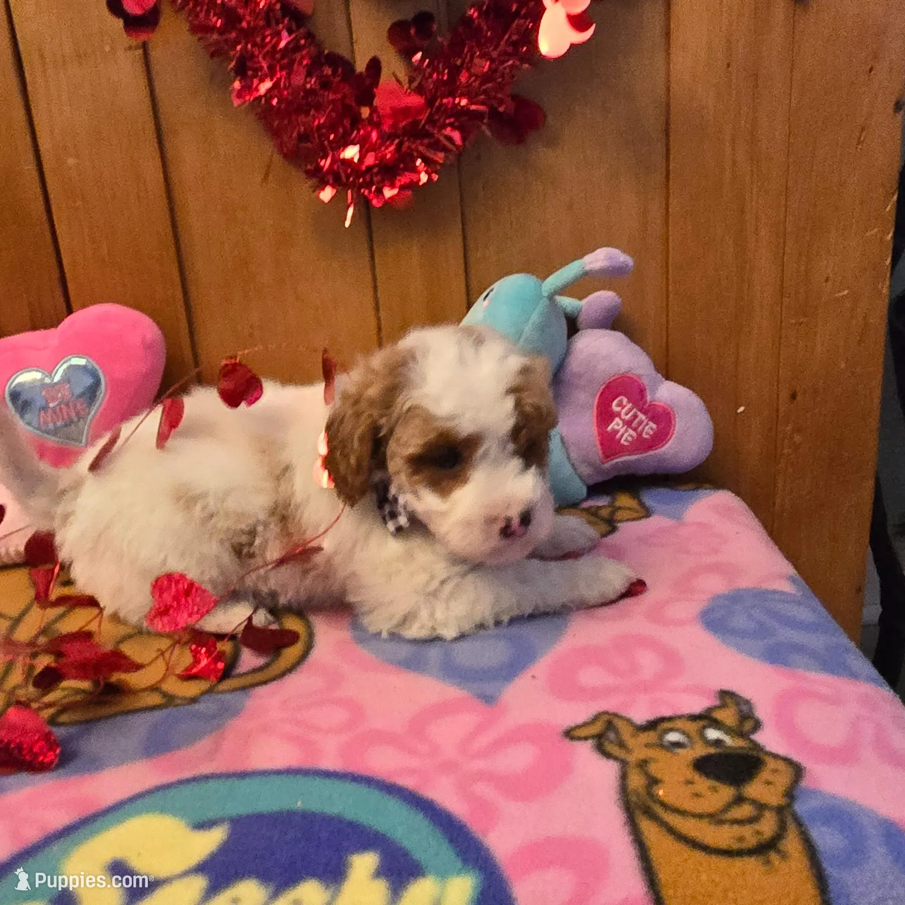 Freckles micro mini f1b, a male Miniature Goldendoodle for sale in Rockford, IL – Photo 3 of 9