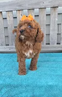 Autumn f1b mini, a female Miniature Goldendoodle for sale in Rockford, IL – 9 of 9