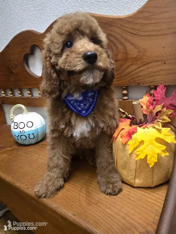 Teddy Bear mini  – Miniature Goldendoodle puppy for sale in Rockford, IL