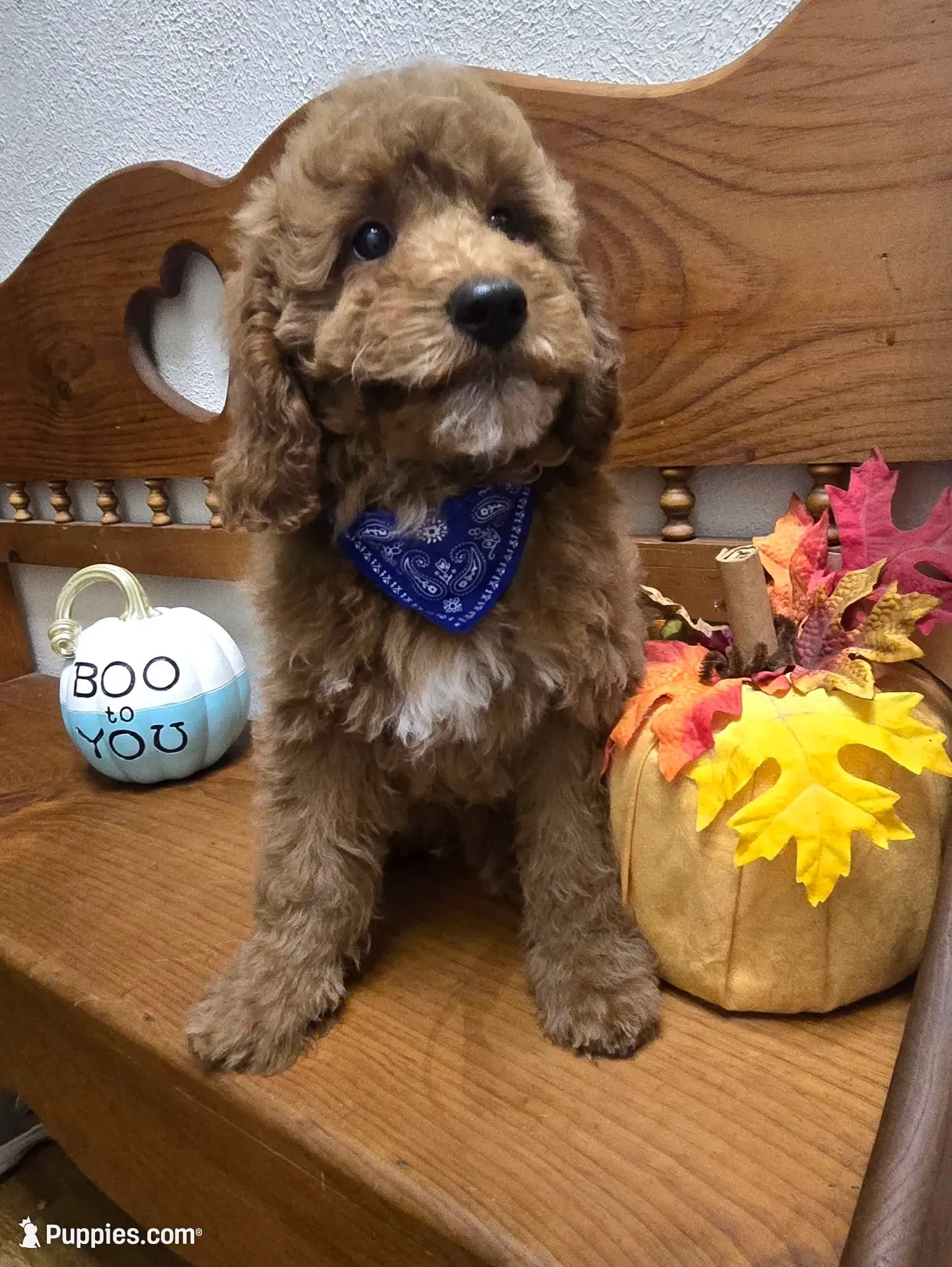 Teddy Bear mini , a male Miniature Goldendoodle for sale in Rockford, IL – 1 of 10