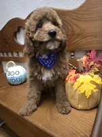 Teddy Bear , a male Poodle - Miniature  and Miniature Goldendoodle for sale in Rockford, IL – 2 of 10