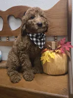 Clifford f1b mini, a male Miniature Goldendoodle for sale in Rockford, IL – 2 of 9