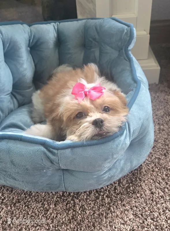 Tinker bell  – Mal Shi puppy for sale in Rockford, IL