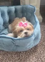 Tinker bell , a female Mal Shi for sale in Rockford, IL – 8 of 8