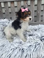 Sidney , a female Yorkipoo for sale in Rockford, IL – 6 of 8