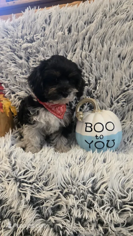 Harley  – Yorkipoo puppy for sale in Rockford, IL