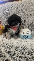 Harley , a male Poodle - Toy  for sale in Rockford, IL – 7 of 8
