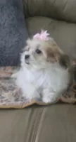 Lily, a female Mal Shi for sale in Rockford, IL – 4 of 9