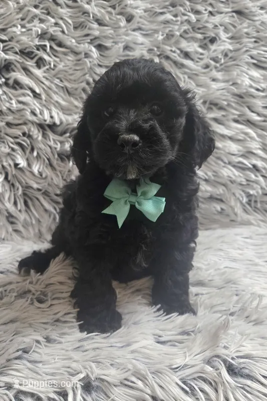 Max f1b – Cavapom puppy for sale in Rockford, IL