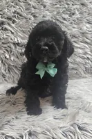 Max f1b, a male Cavapoo for sale in Rockford, IL – 1 of 10