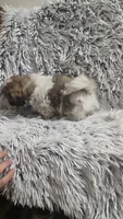 Romeo , a male Shih Tzu for sale in Rockford, IL – 4 of 9