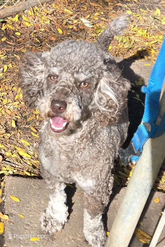 Harley  – Poodle - Miniature  puppy for sale in Rockford, IL