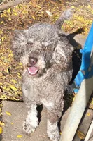 Harley , a male Poodle - Miniature  for sale in Rockford, IL – 1 of 3