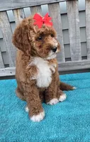 Petunia f1b mini, a female Miniature Goldendoodle for sale in Rockford, IL – 3 of 7