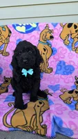 Max mini, a male Miniature Goldendoodle for sale in Rockford, IL – 9 of 9