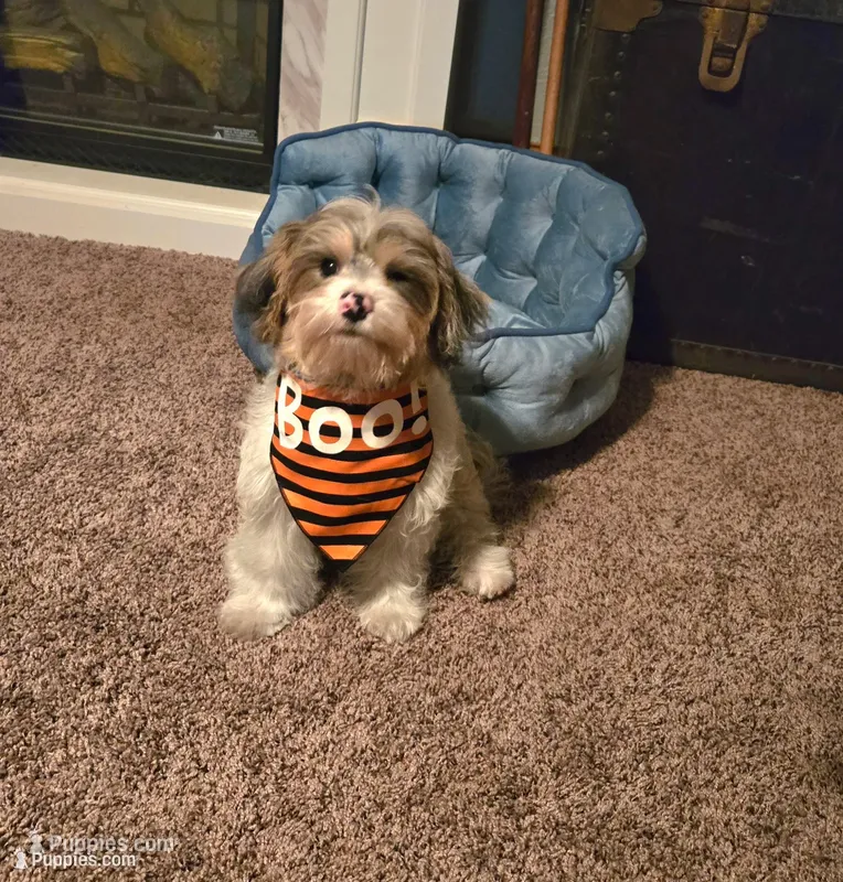 Freckles – Yorkipoo puppy for sale in Rockford, IL