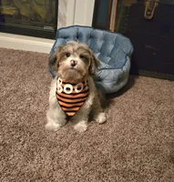 Freckles, a male Yorkipoo for sale in Rockford, IL – 6 of 7