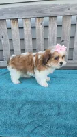 Lily, a female Mal Shi for sale in Rockford, IL – 7 of 8