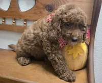 Christian f1b mini, a male Miniature Goldendoodle for sale in Rockford, IL – 10 of 10