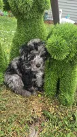 Dunkin , a male Poodle - Miniature  for sale in Rockford, IL – 7 of 9