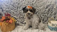 Molly, a female Poodle - Toy  for sale in Rockford, IL – 6 of 9