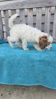 Rocky mini f1b, a male Miniature Goldendoodle for sale in Rockford, IL – 9 of 9